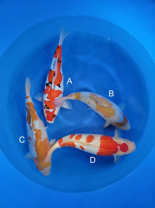 Kanno Doitsu Sanke koi for sale at ChampKoi