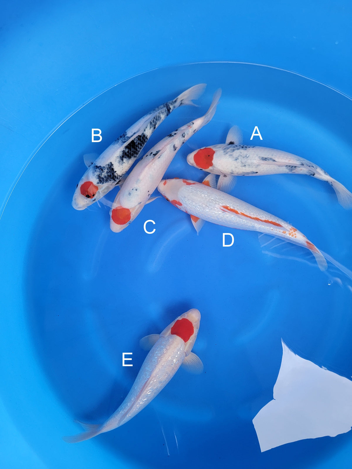 Suda Tancho Showa koi for sale — 40-45 cm at ChampKoi