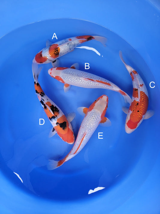 Suda Ginrin Showa koi for sale — 40-45 cm at ChampKoi