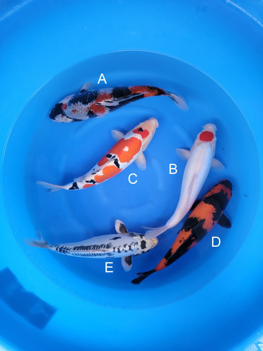 Otsuka Kage Showa koi for sale — 45-50 cm at ChampKoi