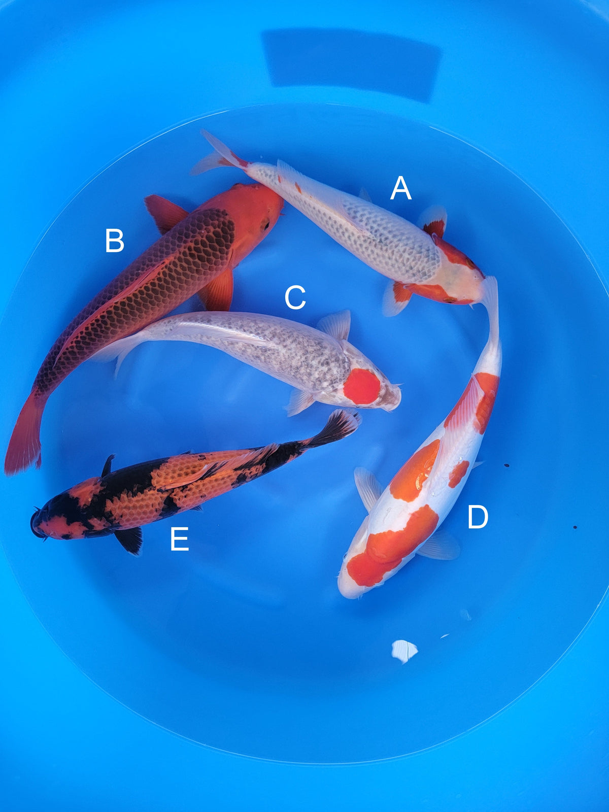 Otsuka Asagi koi for sale at ChampKoi