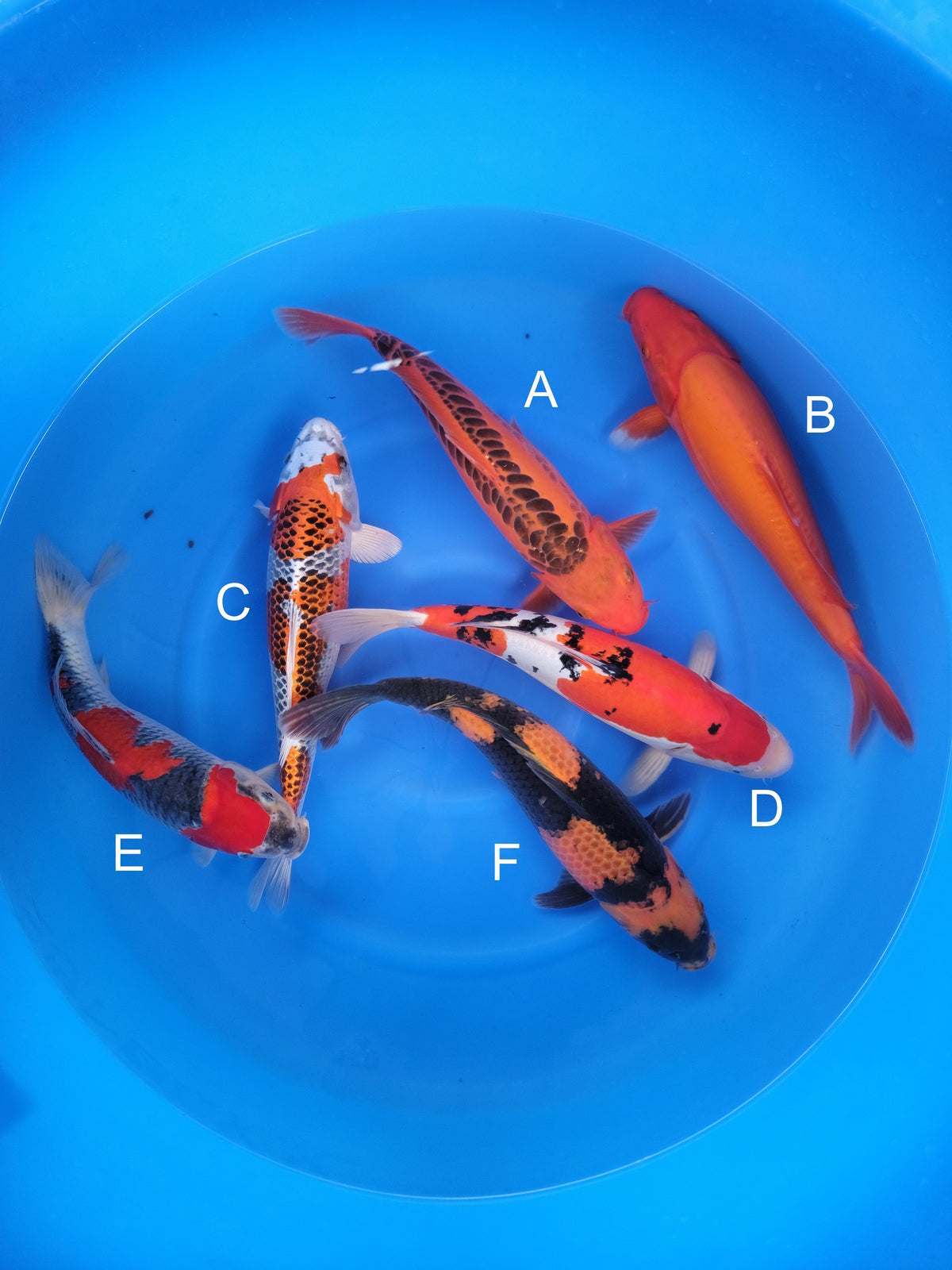 Otsuka Doitsu Aka Matsuba koi for sale at ChampKoi