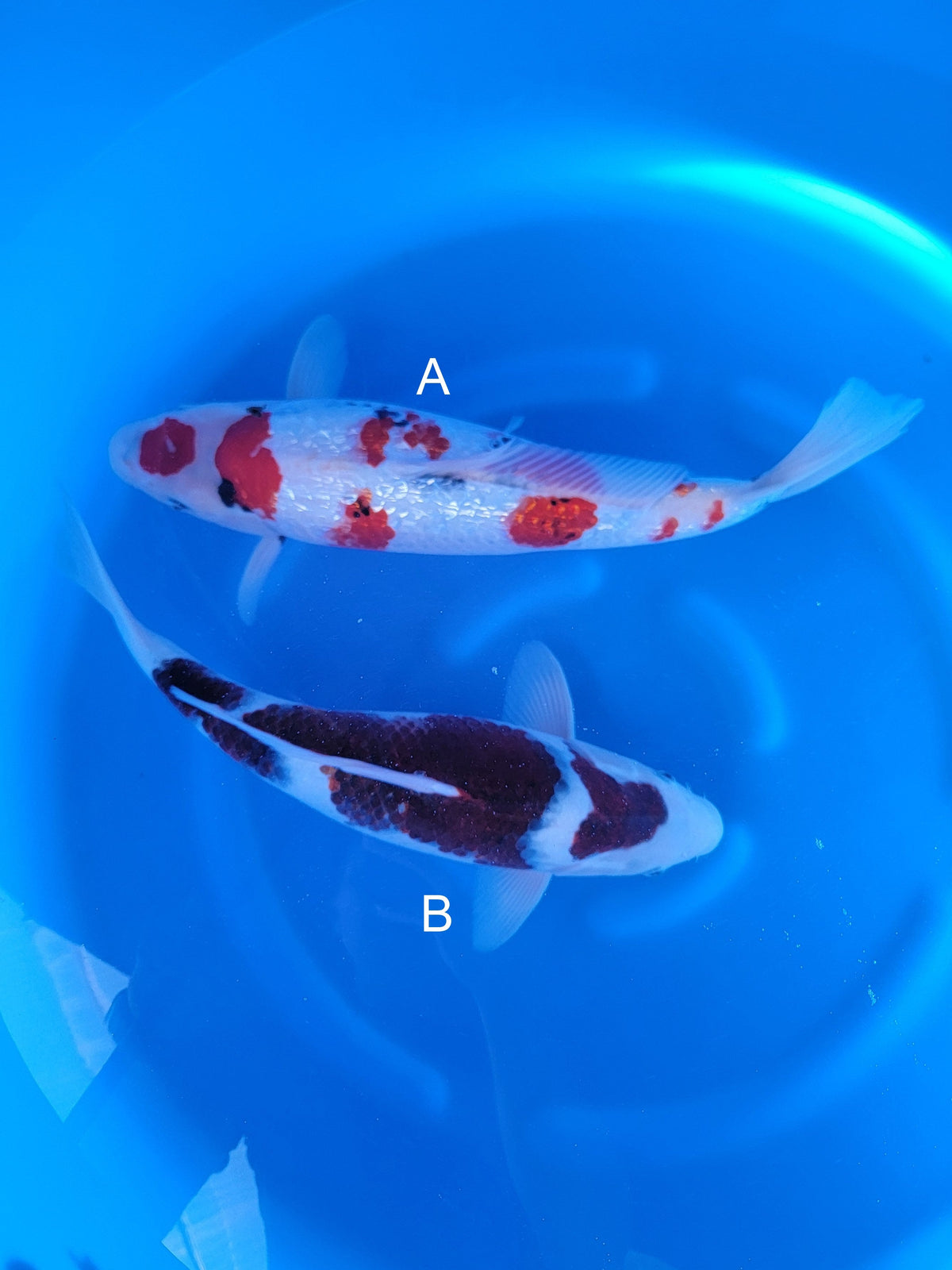 Marushin Ginrin Showa koi for sale at ChampKoi