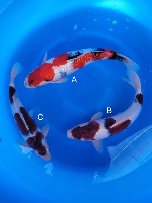 Marushin Ginrin Showa koi for sale at ChampKoi