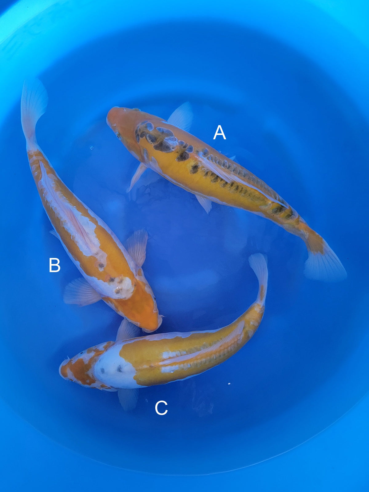 Marusaka Doitsu Aya Wakaba koi for sale at ChampKoi