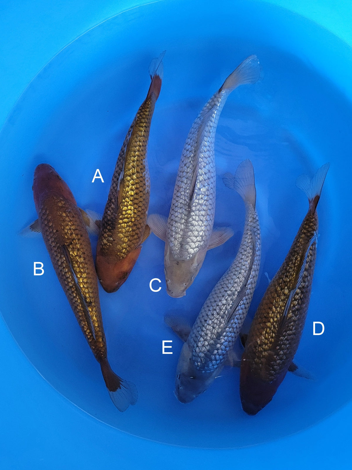 Marusaka Ginrin Chagoi koi for sale — 43-45 cm at ChampKoi