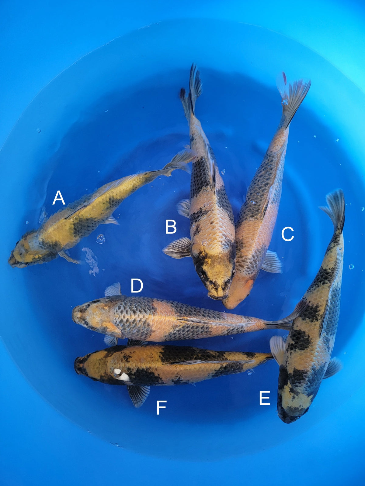 Marusaka Ki Utsuri koi for sale — 43-45 cm at ChampKoi