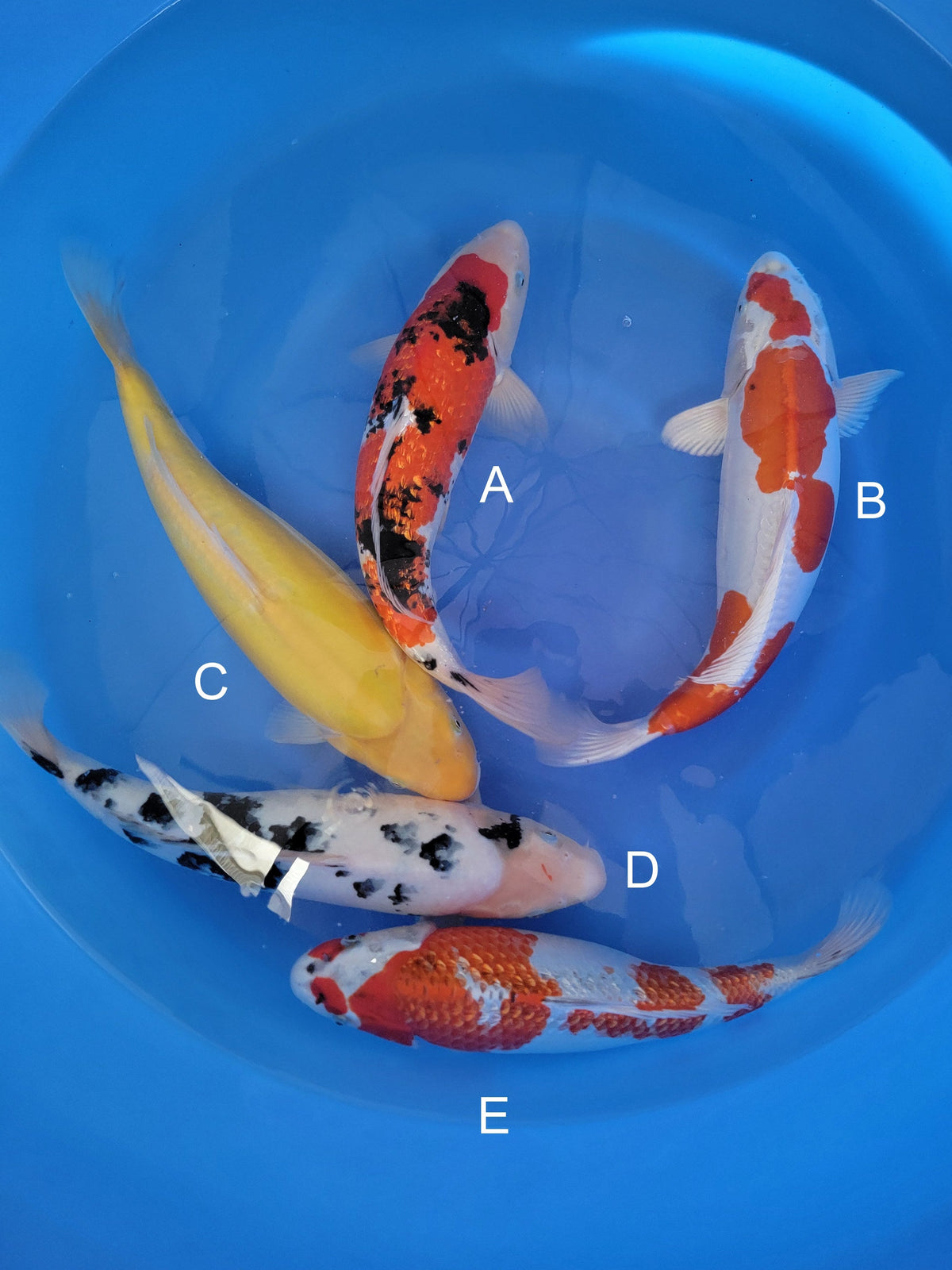 Marusaka Ginrin Sanke koi for sale — 44-47 cm at ChampKoi