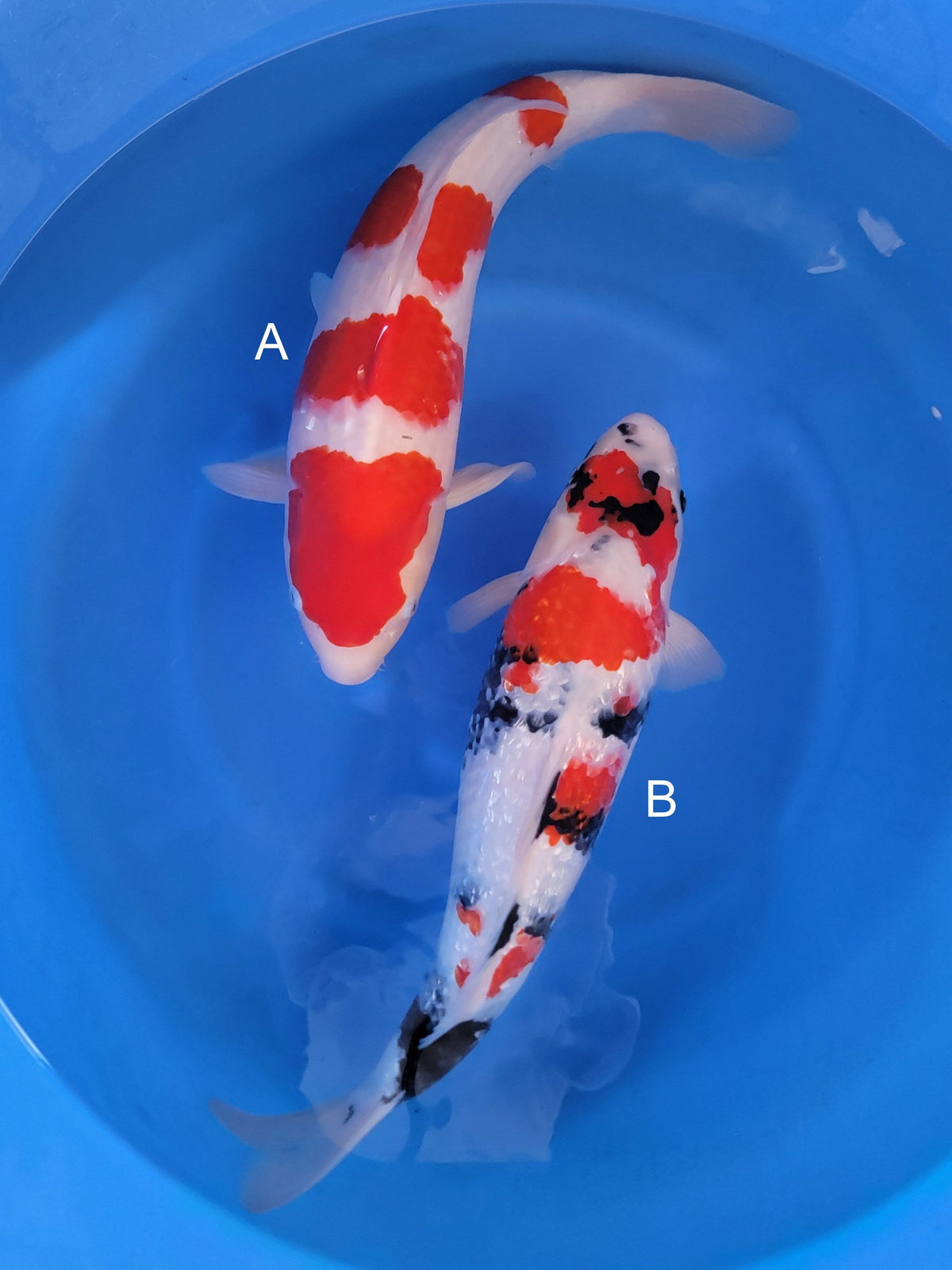 Ogata Kohaku koi for sale — 50-55 cm at ChampKoi