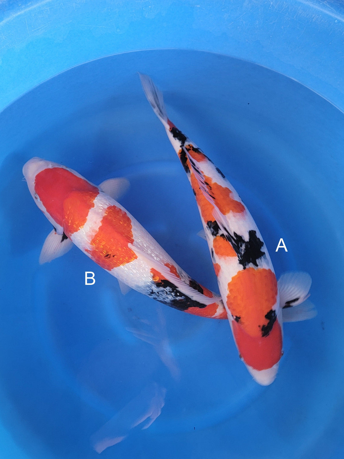 Ogata Sanke koi for sale — 50-55 cm at ChampKoi