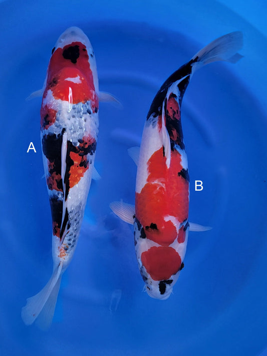 Ogata Ginrin Showa koi for sale — 50-55 cm at ChampKoi
