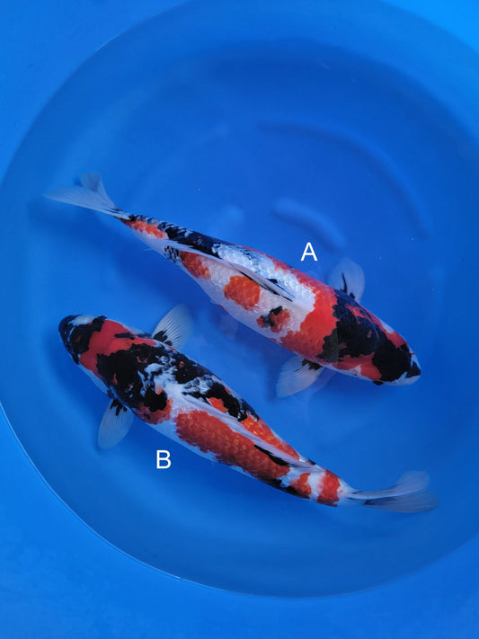 Ogata Ginrin Showa koi for sale — 50-55 cm at ChampKoi