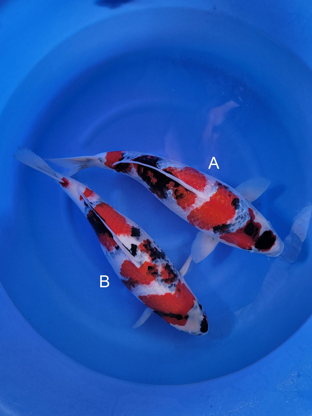 Ogata Ginrin Showa koi for sale — 50-55 cm at ChampKoi