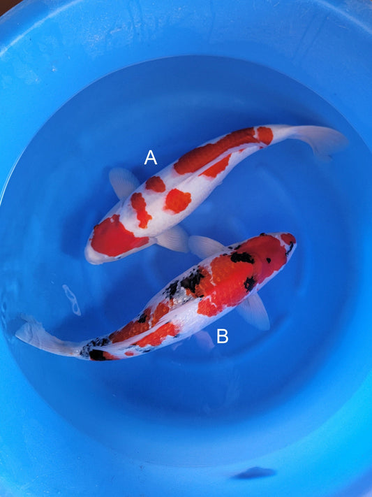 Ogata Ai Goromo koi for sale — 55-60 cm at ChampKoi