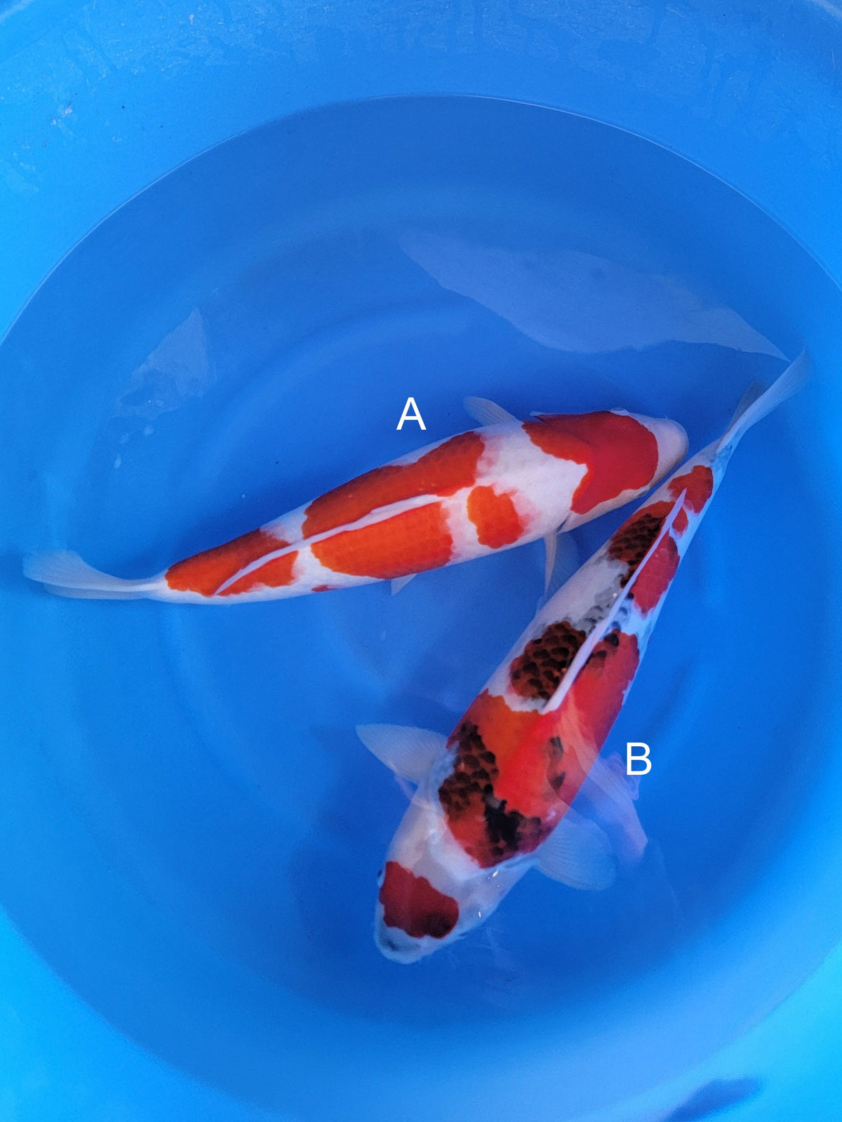 Ogata Kohaku koi for sale — 50-55 cm at ChampKoi