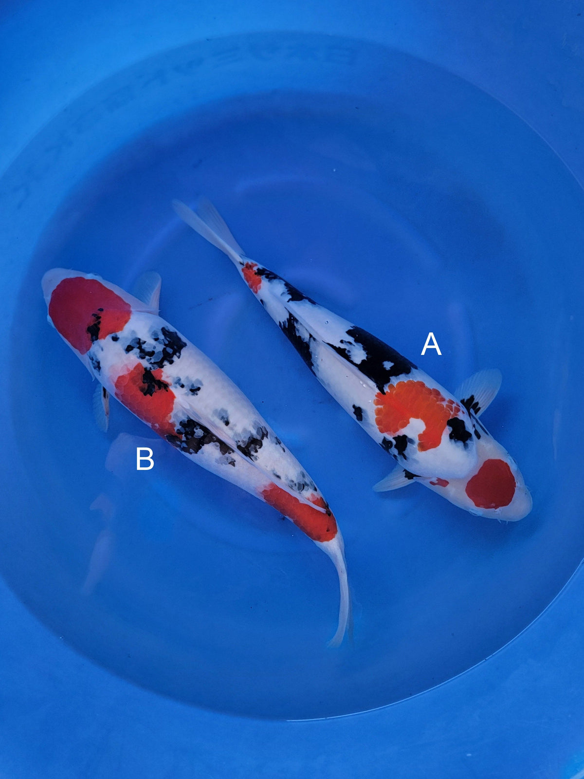 Ogata Showa koi for sale — 50-55 cm at ChampKoi
