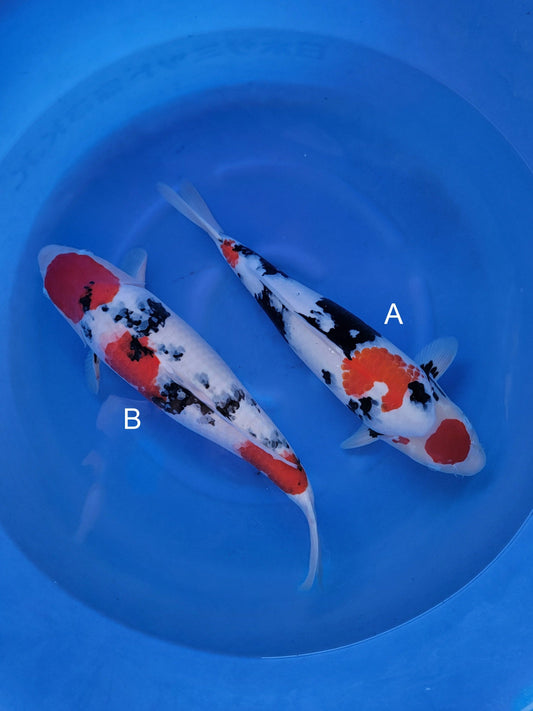 Ogata Showa koi for sale — 50-55 cm at ChampKoi