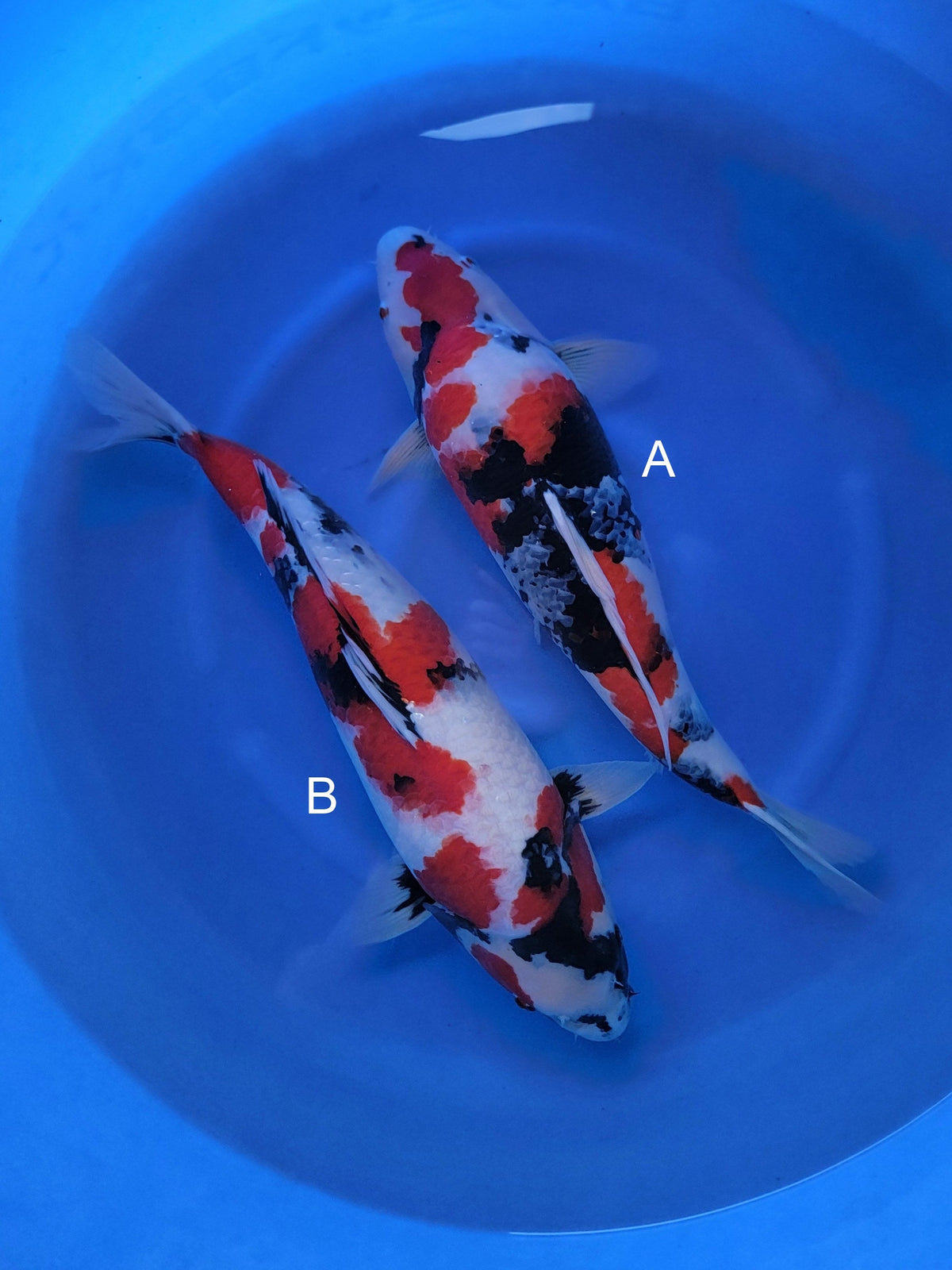 Ogata Showa koi for sale — 50-55 cm at ChampKoi