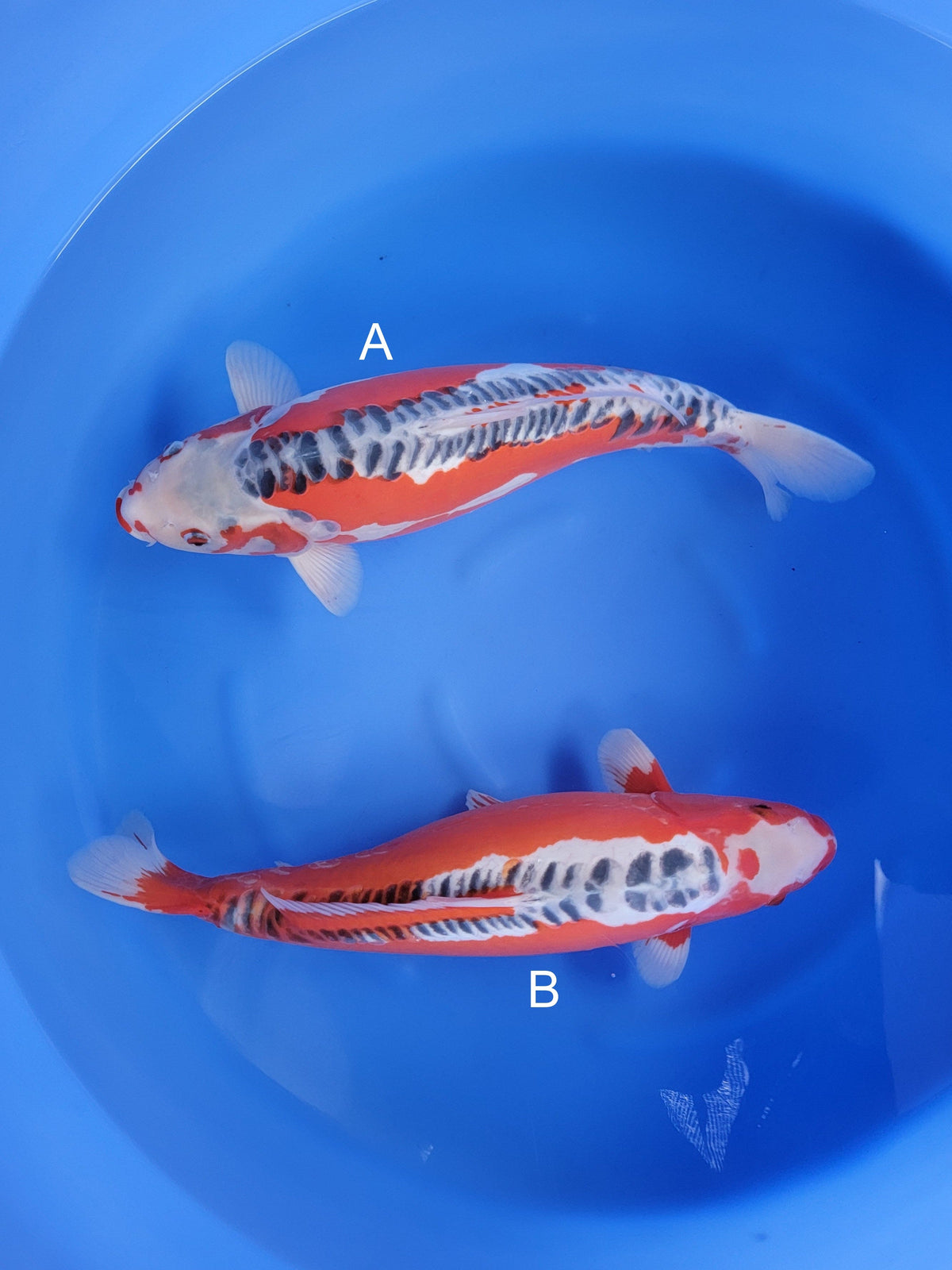 Ozumi Ikarashi Shusui koi for sale at ChampKoi