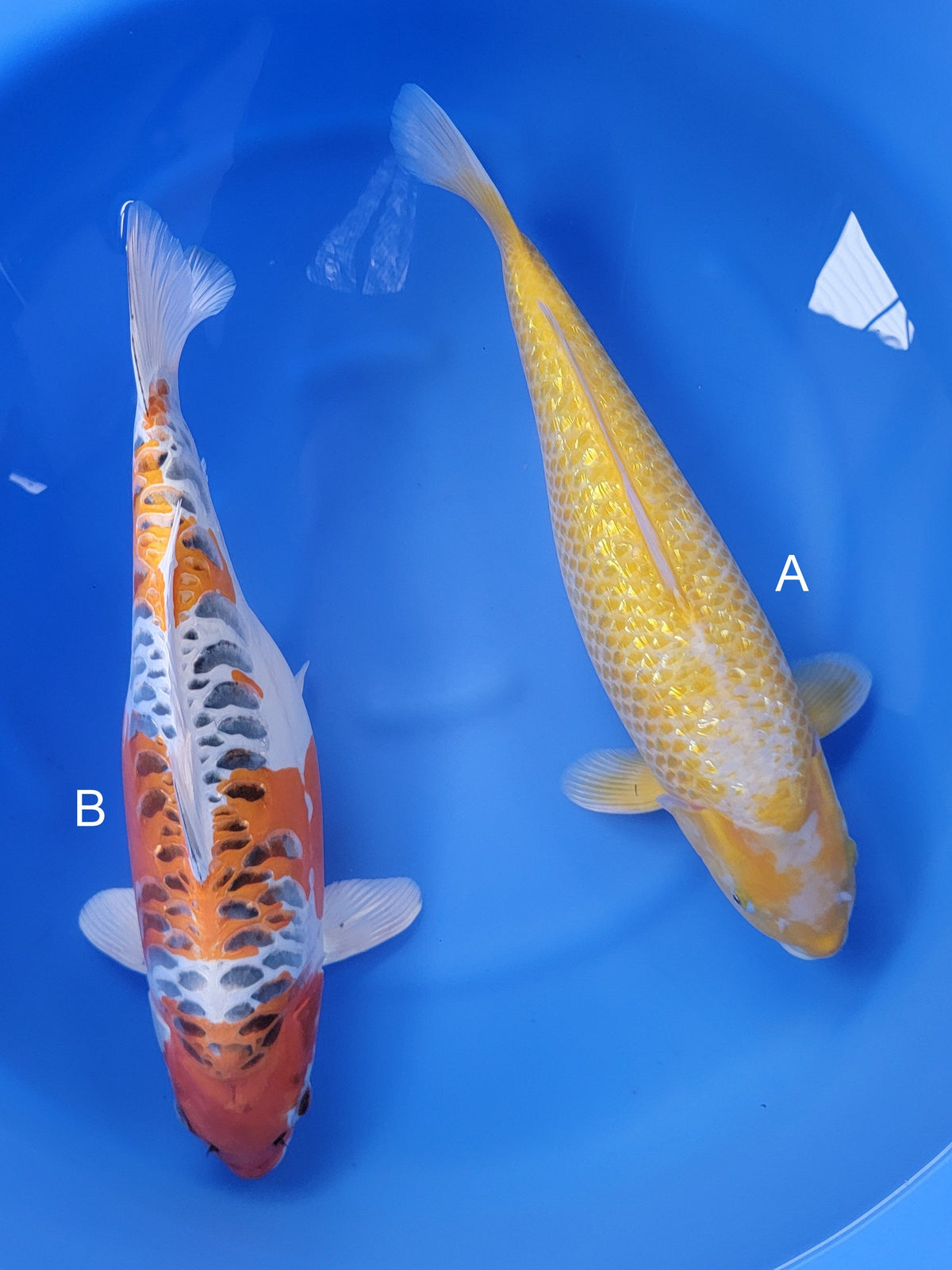 Ozumi Ikarashi Karashigoi koi for sale at ChampKoi