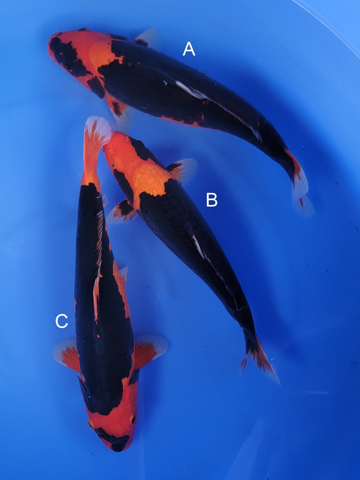 Ozumi Ikarashi Beni Kumonryu koi for sale at ChampKoi