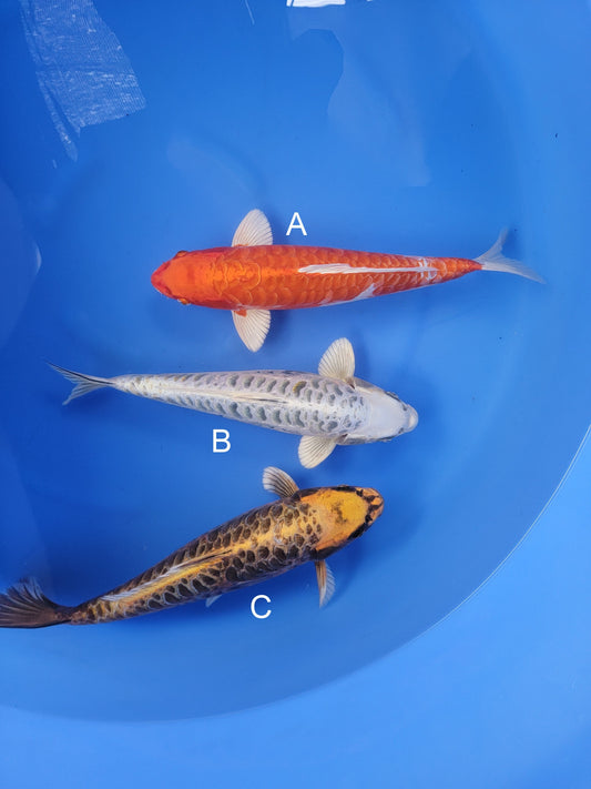 Ozumi Ikarashi Aragoke Orenji Ogon koi for sale at ChampKoi