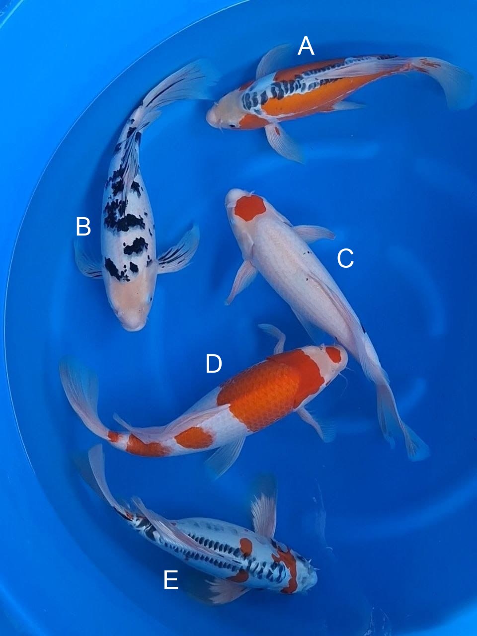 Suda Shusui koi for sale — 45-50 cm at ChampKoi