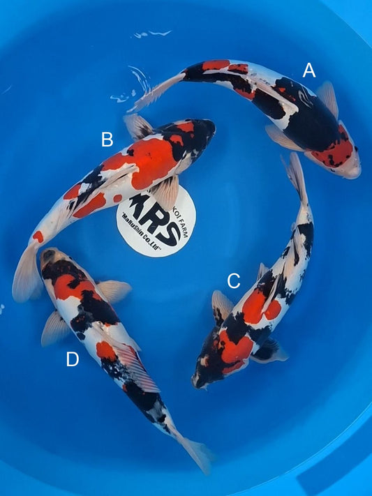 Maruhide Doitsu Showa koi for sale — 45-50 cm at ChampKoi