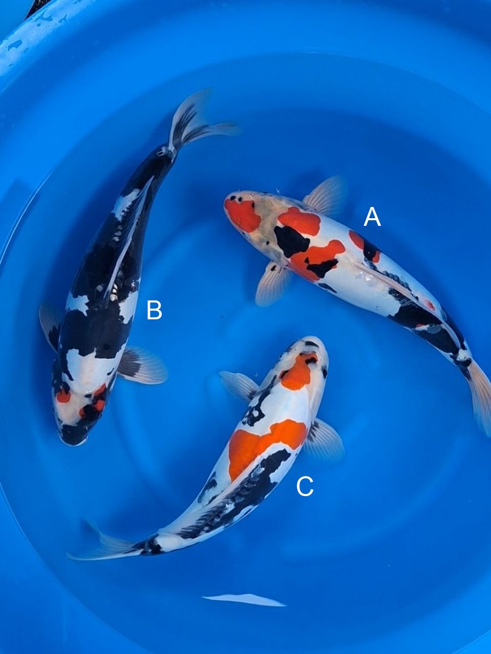 Maruhide Doitsu Showa koi for sale — 45-50 cm at ChampKoi