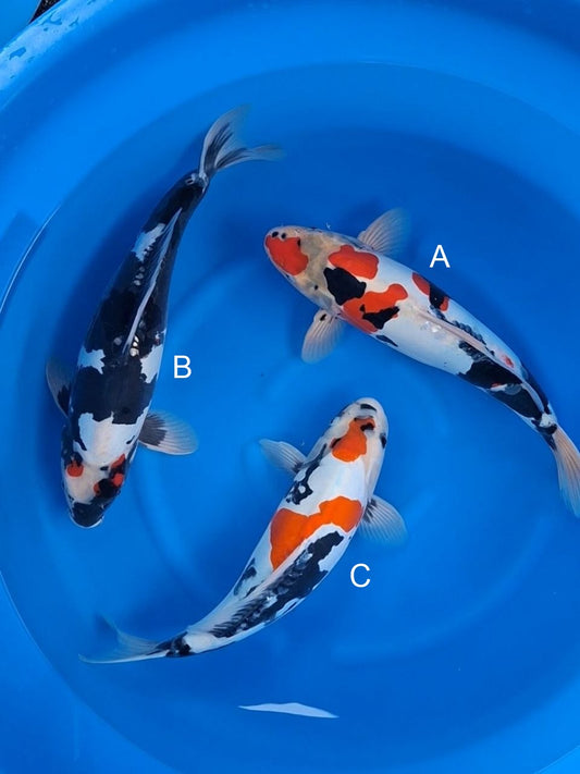 Maruhide Doitsu Showa koi for sale — 45-50 cm at ChampKoi