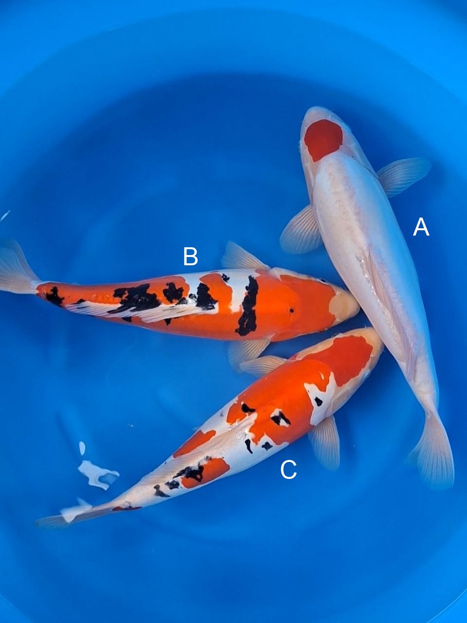 Maruhide Doitsu Tancho Kohaku koi for sale — 45-50 cm at ChampKoi