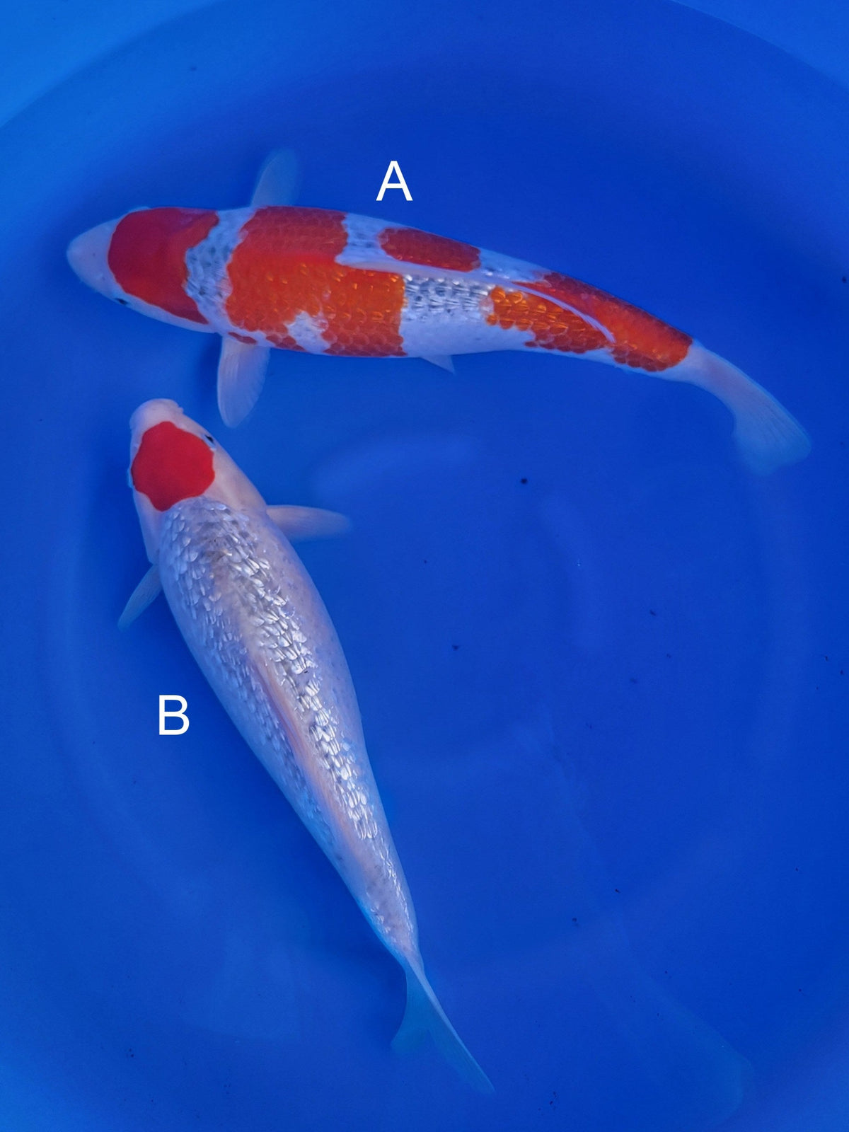 Hiroi Ginrin Goshiki koi for sale at ChampKoi