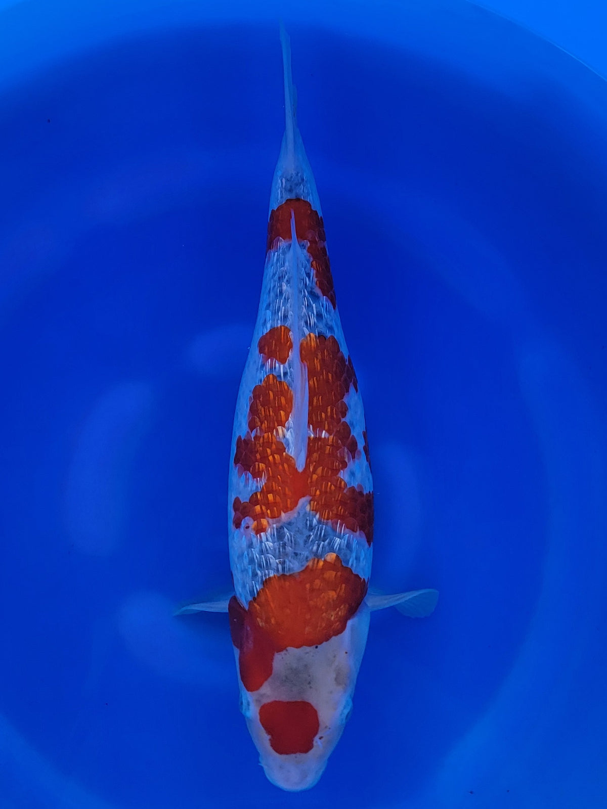 Hiroi Ginrin Ochiba koi for sale — 48 cm at ChampKoi