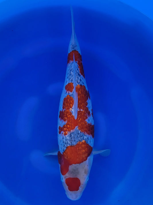 Hiroi Ginrin Ochiba koi for sale — 48 cm at ChampKoi