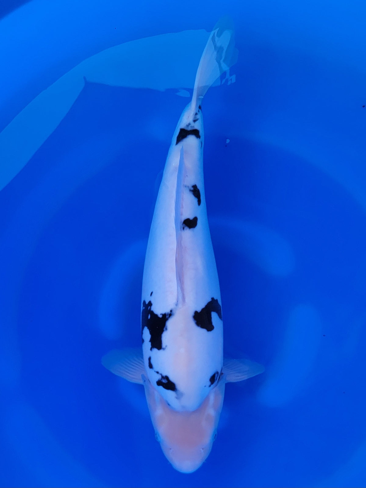 Hiroi Doitsu Shiro Utsuri koi for sale — 46 cm at ChampKoi