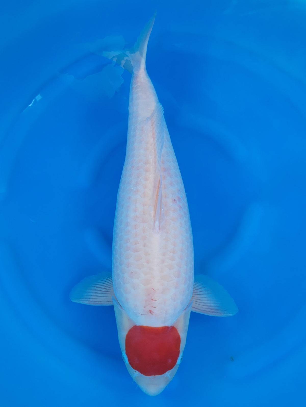 Hoshikin Tancho Kohaku koi for sale — 61 cm at ChampKoi