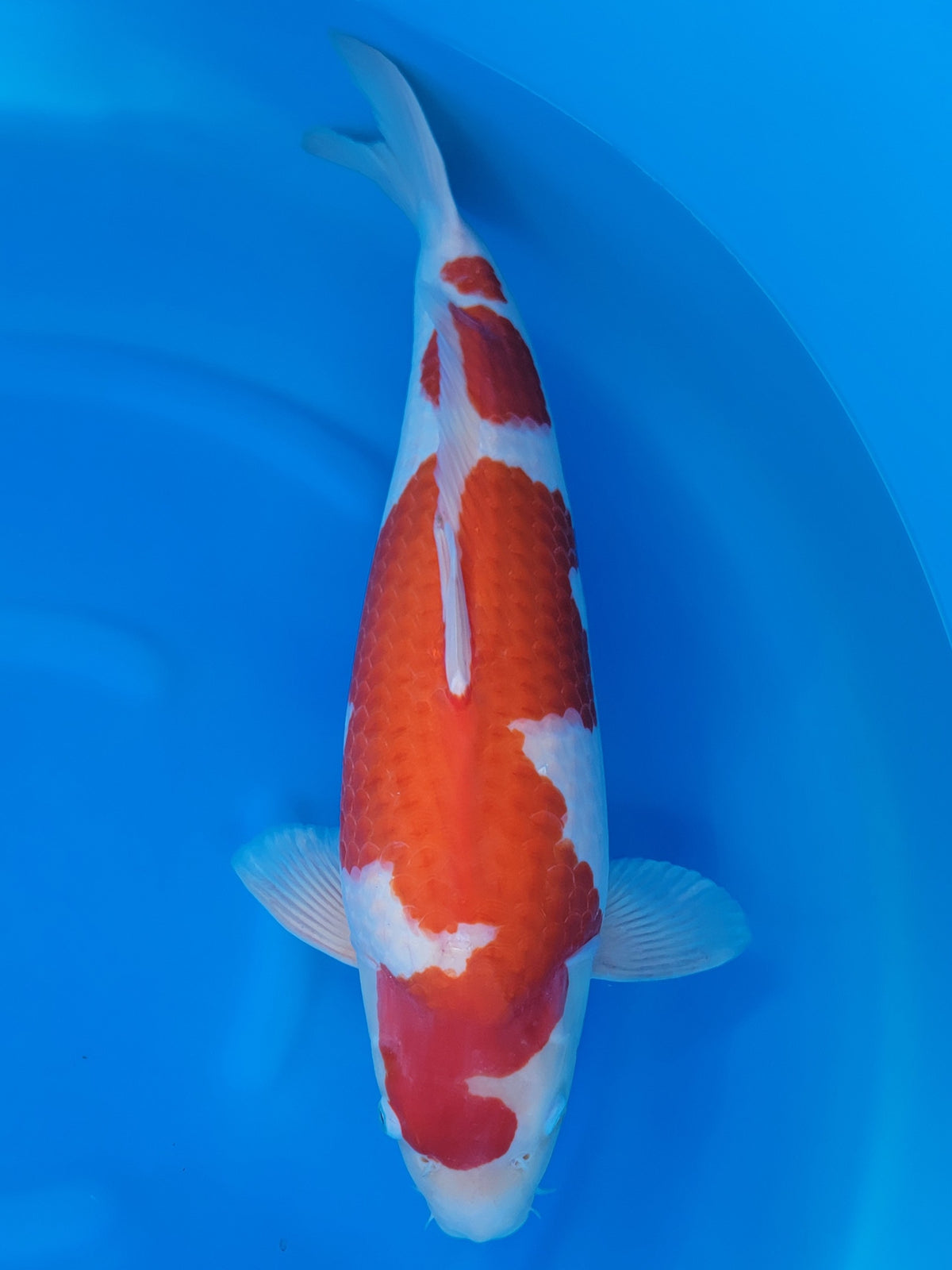 Hoshikin Kohaku koi for sale — 60 cm at ChampKoi