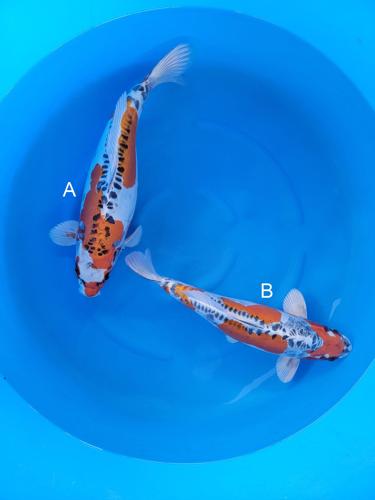 Yamazaki Beni Kikokuryu koi for sale at ChampKoi