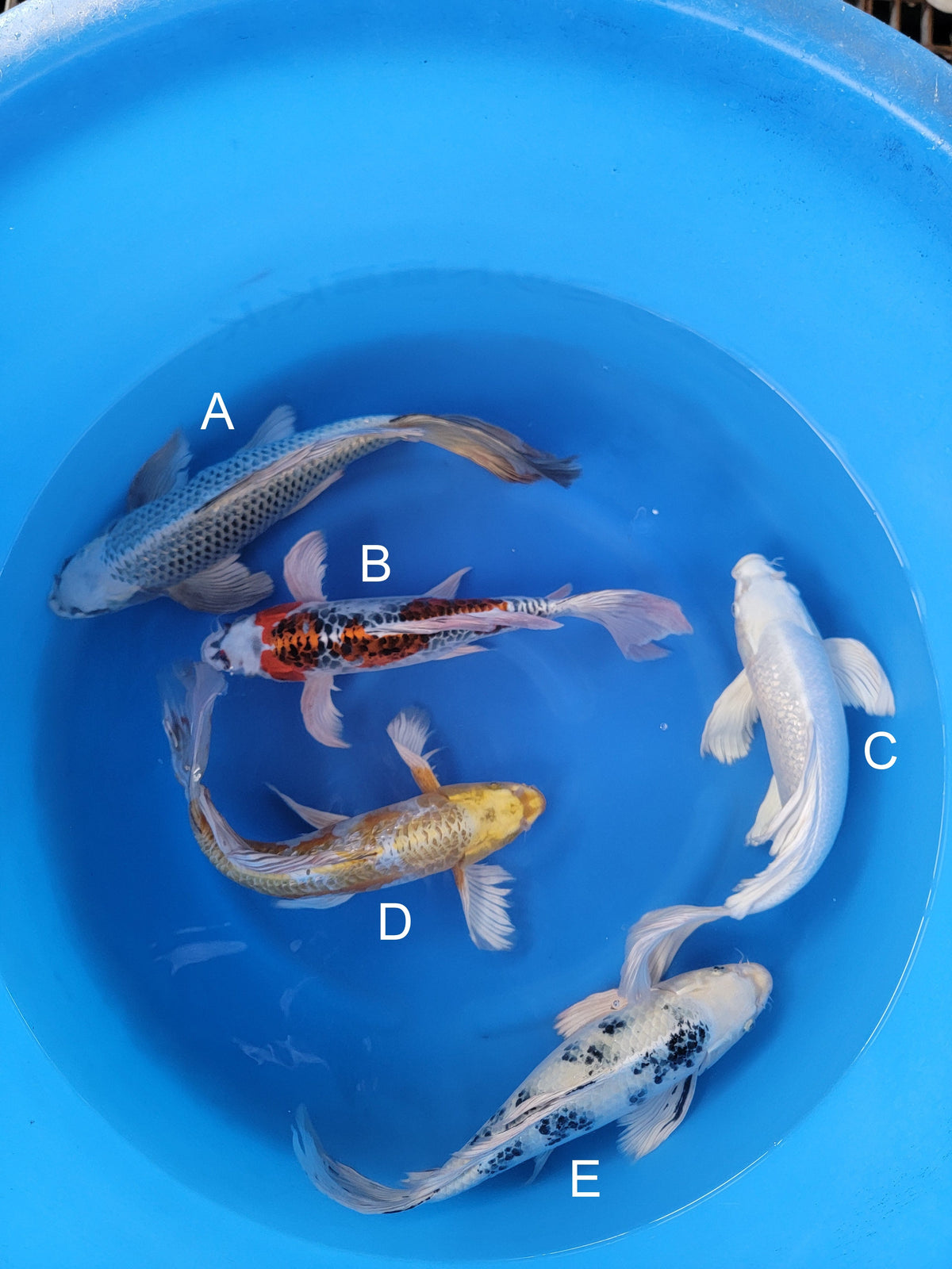 Yamazaki Butterfly Mukashi Ogon koi for sale — 35-40 cm at ChampKoi
