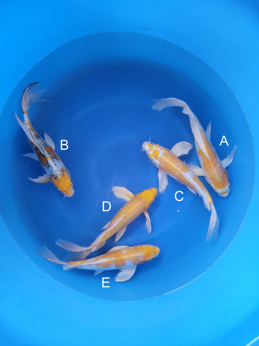 Yamazaki Hariwake koi for sale — 35-40 cm at ChampKoi