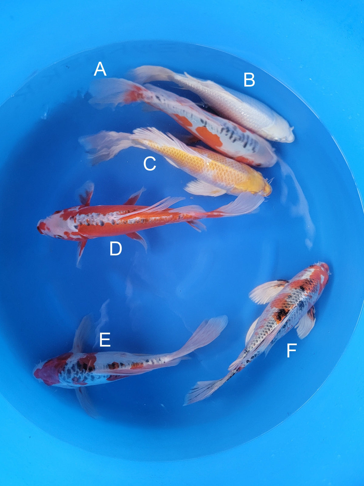 Yamazaki Shusui koi for sale — 35-40 cm at ChampKoi