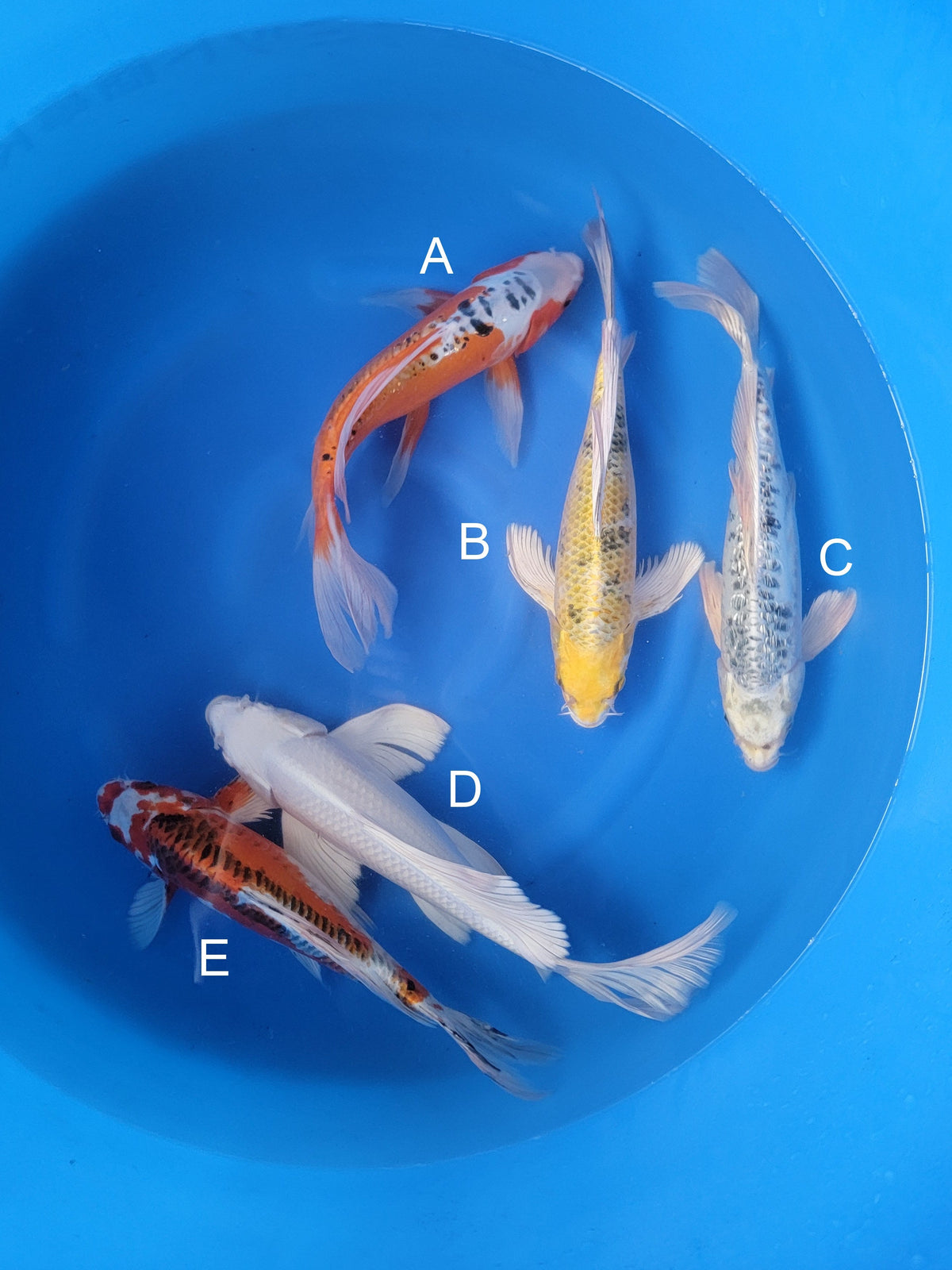 Yamazaki Doitsu Shusui koi for sale — 35-40 cm at ChampKoi