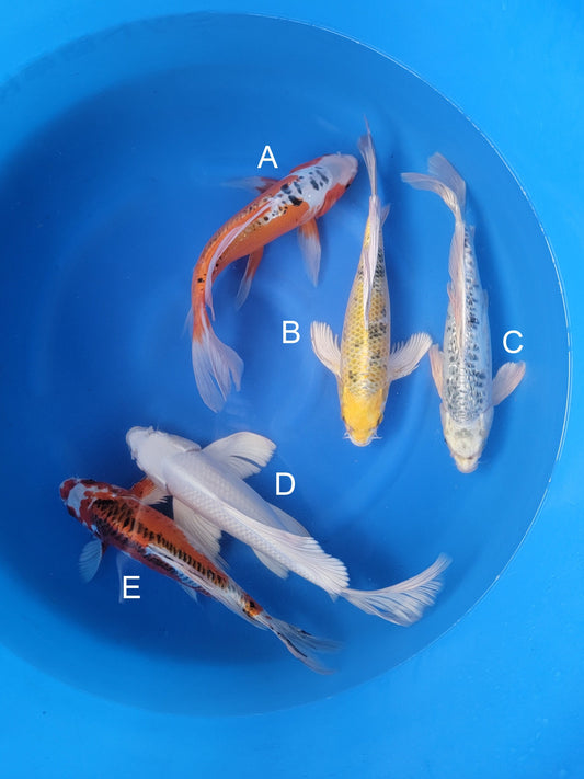 Yamazaki Doitsu Shusui koi for sale — 35-40 cm at ChampKoi