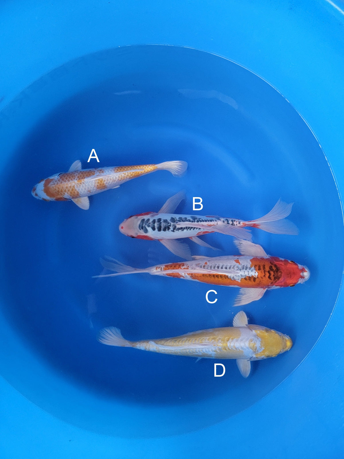 Yamazaki Hariwake koi for sale — 35-40 cm at ChampKoi