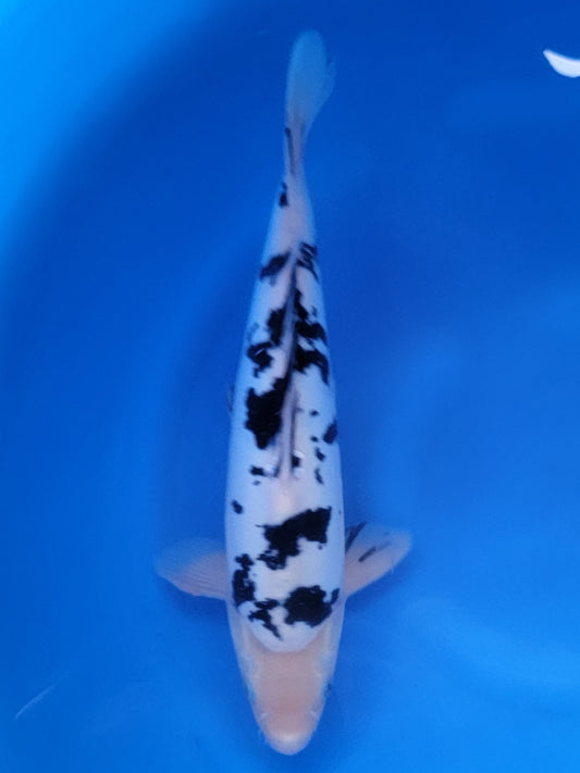 Yamazaki Shiro Bekko koi for sale — 35 cm at ChampKoi