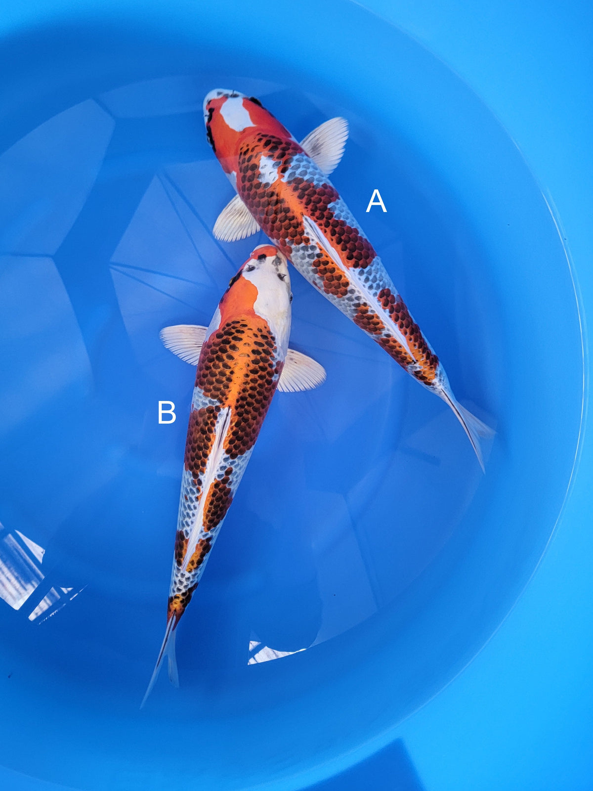 Kaneko Kujaku koi for sale at ChampKoi