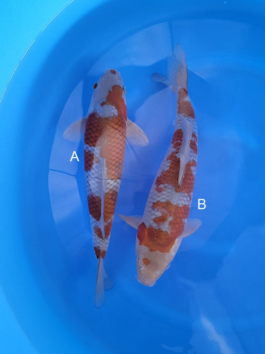 Kaneko Ochiba koi for sale at ChampKoi