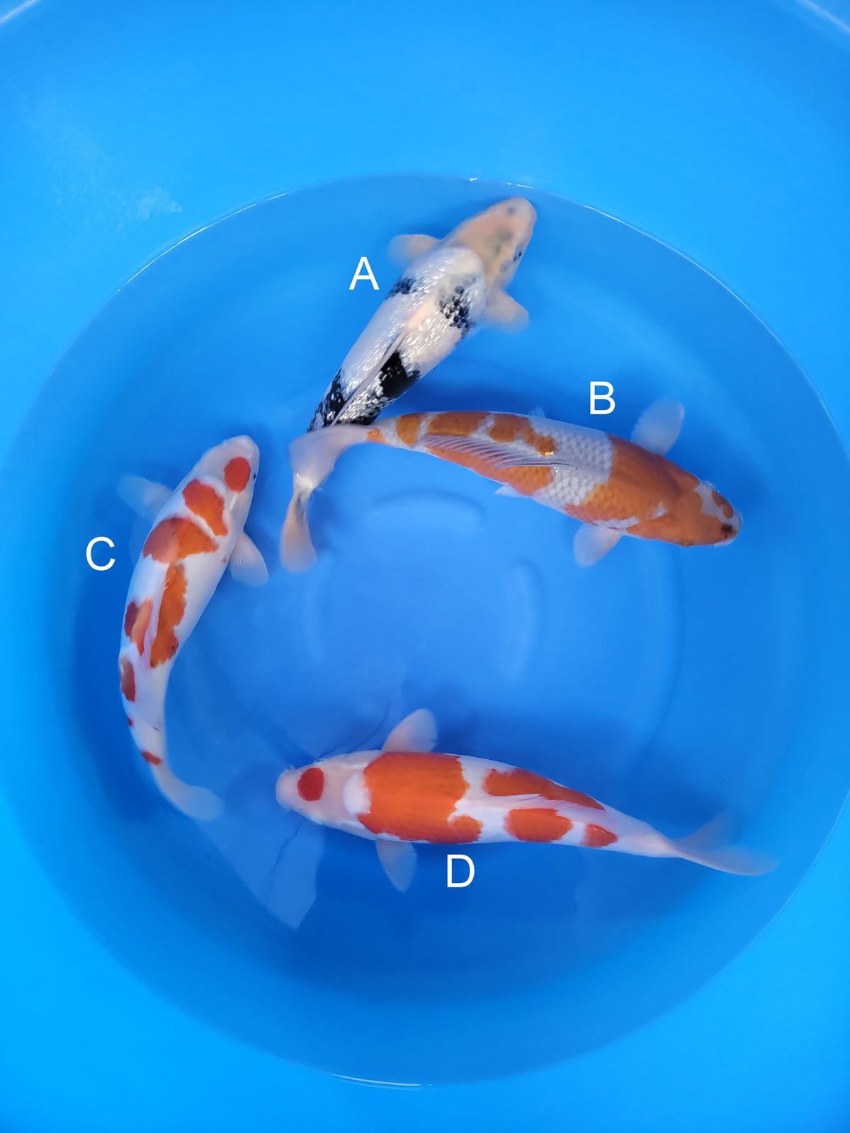 Kaneko Ginrin Shiro Utsuri koi for sale at ChampKoi