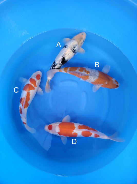Kaneko Ginrin Shiro Utsuri koi for sale at ChampKoi
