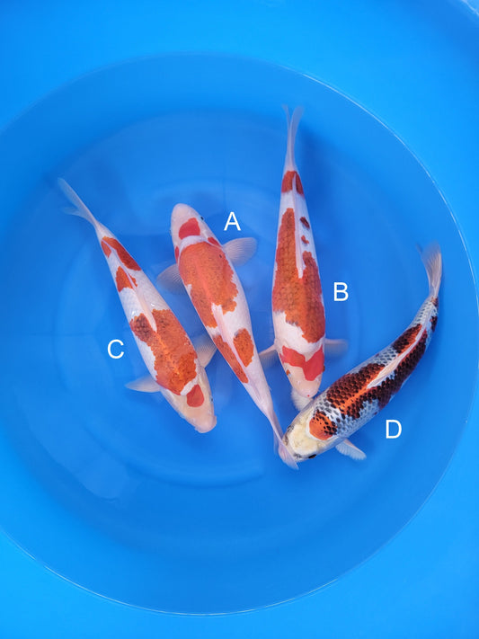 Kaneko Ai Goromo koi for sale at ChampKoi
